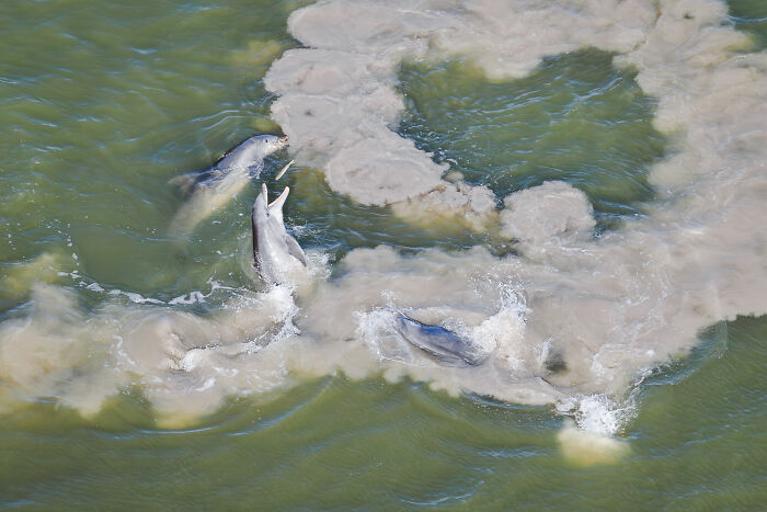 Three dolphins swimming and splashing in green water surrounded by mangrove mud in a mangrove photography scene