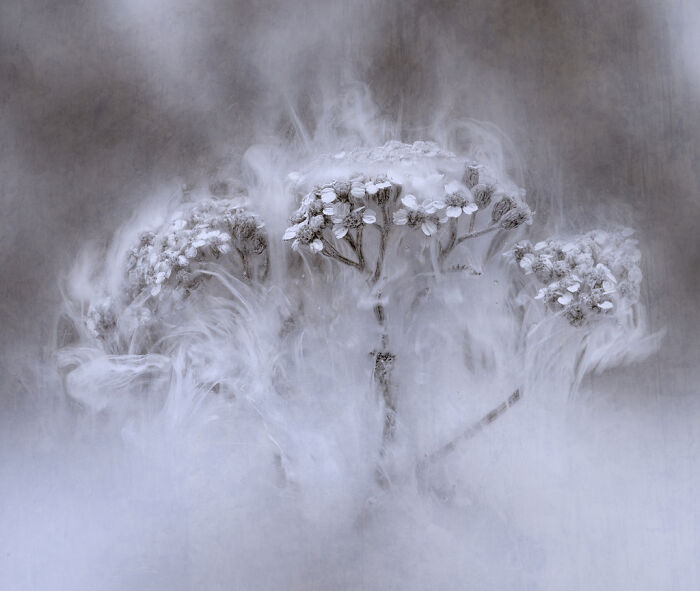 Close-up of delicate flowers enveloped in mist, showcasing stunning detail from the Close-Up Photographer of the Year challenge.