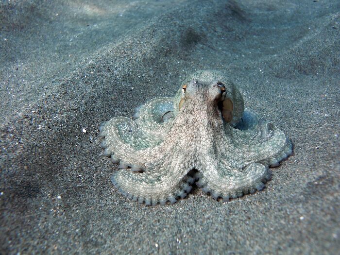 Octopus camouflaged on the ocean floor, showcasing one of the times animals messed with humans in history.