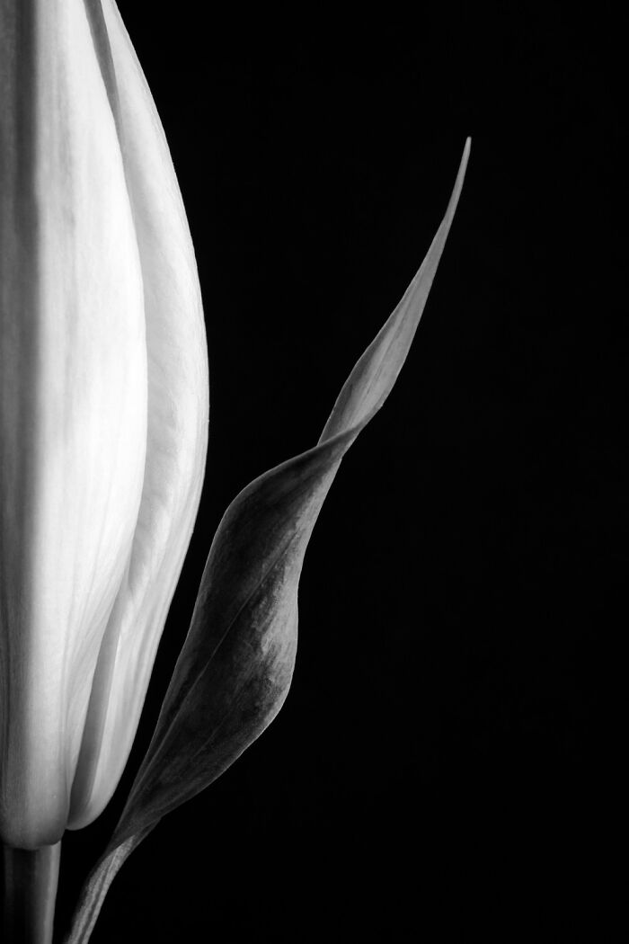 Black and white close-up of a flower and leaf highlighting texture and detail in 2025 one shot photo contest winners.