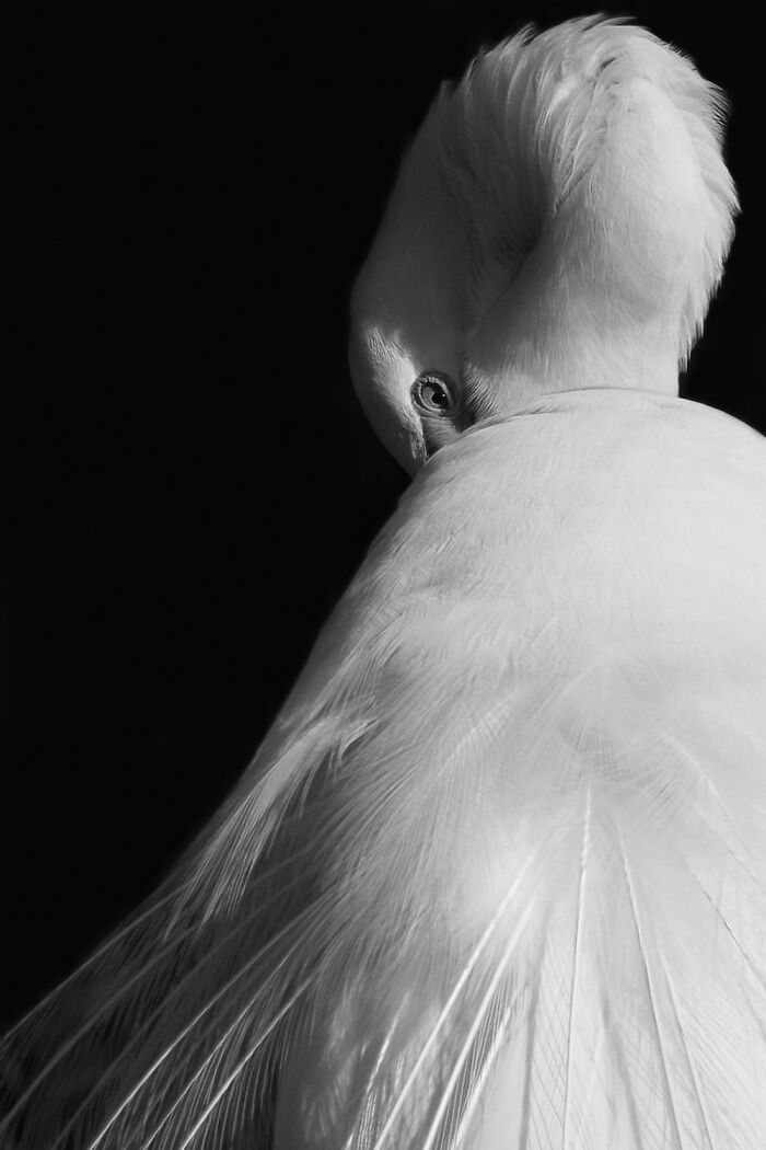 Close-up black and white photo of a white bird preening feathers, showcasing the power of a single frame in nature photography.