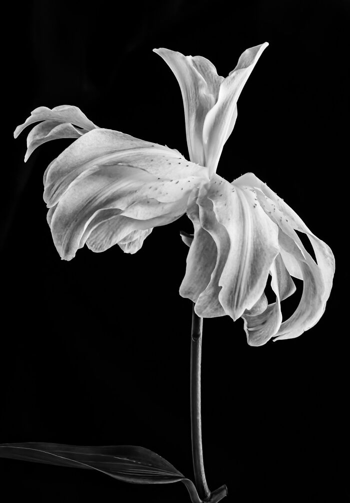 Black and white close-up of a delicate flower showcasing the power of a single frame in the 2025 photo contest winners.
