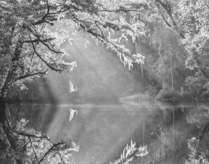 Black and white serene forest scene with sunlight rays and bird flying over calm reflective water, photo contest winner.