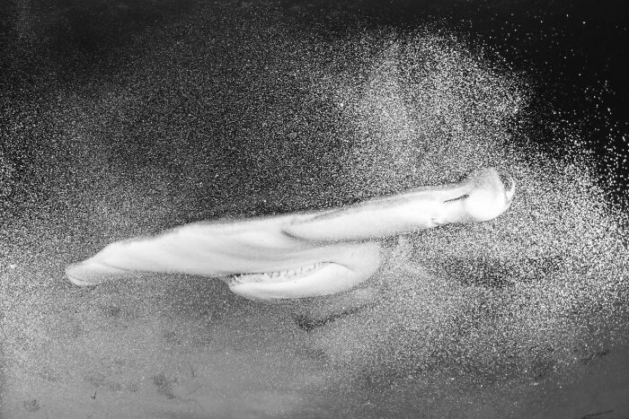 Hammerhead shark captured in a striking single frame with suspended particles, showcasing 2025 one shot photo contest winning power.