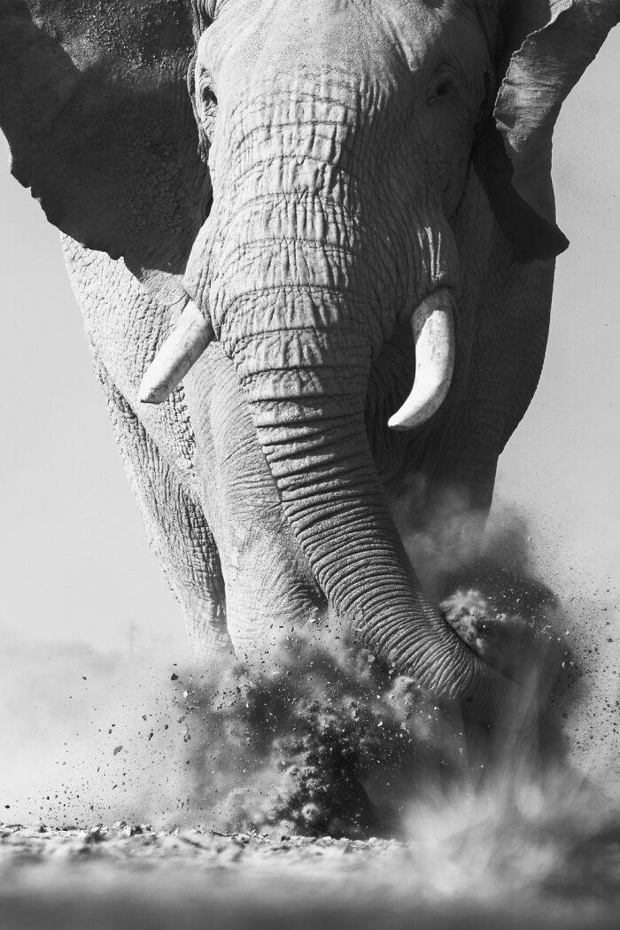 Close-up black and white photo of an elephant kicking up dust, showcasing the power of a single frame in photography.