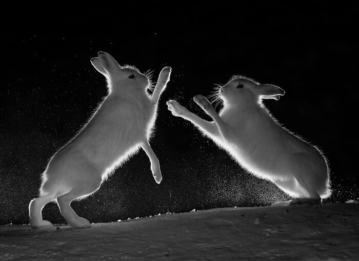 Two white rabbits captured mid-air in a single frame, showcasing the power of a one shot photo contest moment.
