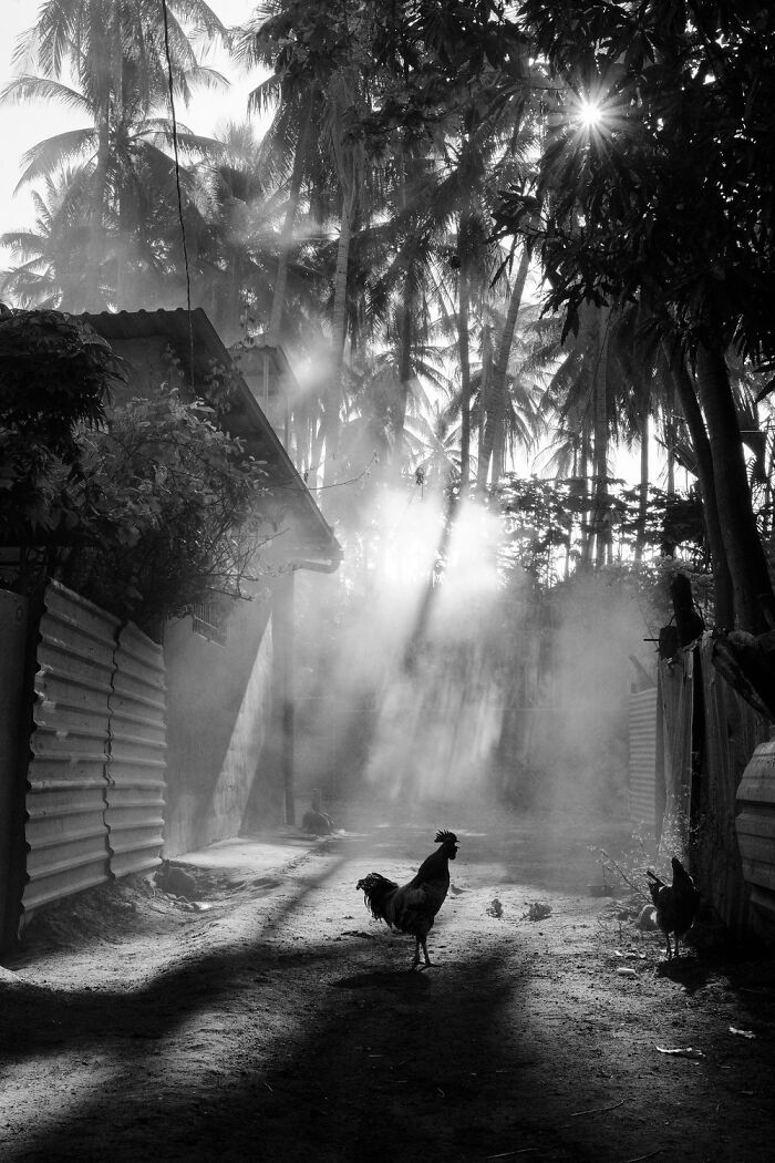 Rooster in a misty rural path with sun rays through palm trees, captured in an award-winning one shot photo contest.