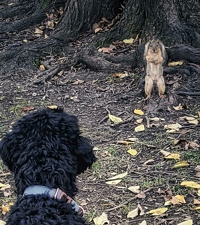 Jack's First Experience With A City Squirrel. He Was Used To The Suburban Squirrels Running Away Not Squaring Up