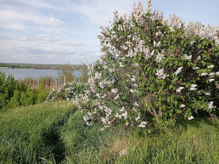 Painting Above The Blossoms: My Spring Plein Air Journey In Ukraine (7 Pics)