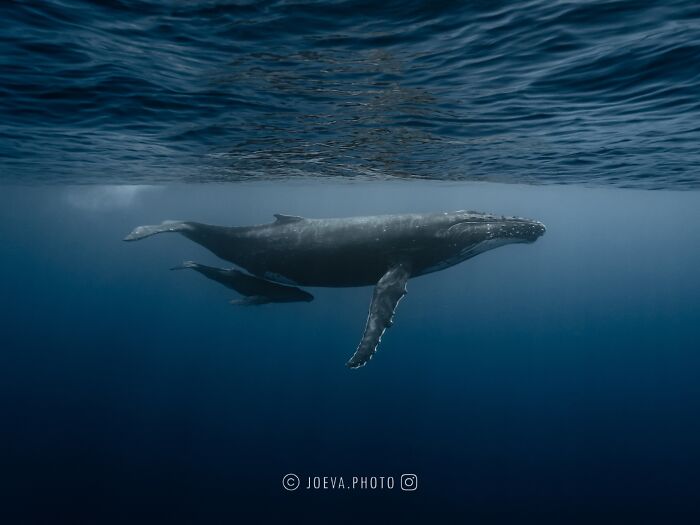 Humpback whales swimming underwater, showcasing the magic of the ocean in a captivating marine scene.