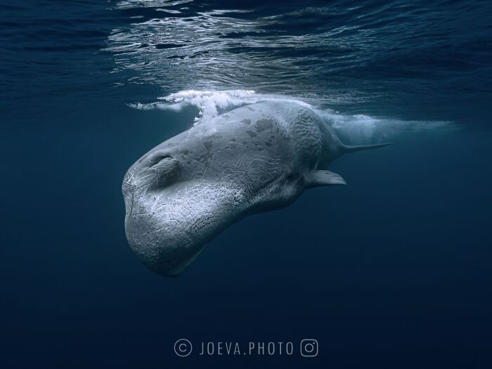 Underwater view of a large ocean sunfish in deep blue water, capturing the magic of the ocean wildlife.