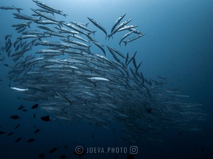 A large school of fish swimming underwater, showcasing the magic of the ocean captured by a photographer.