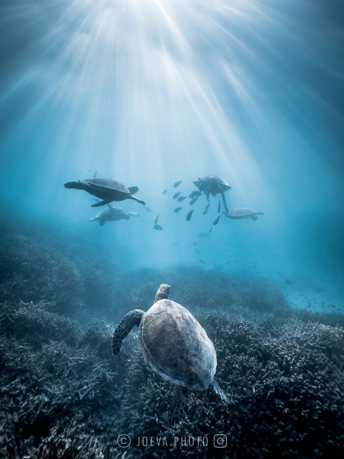 Underwater ocean scene with sea turtles swimming above coral reefs illuminated by sunlight rays.