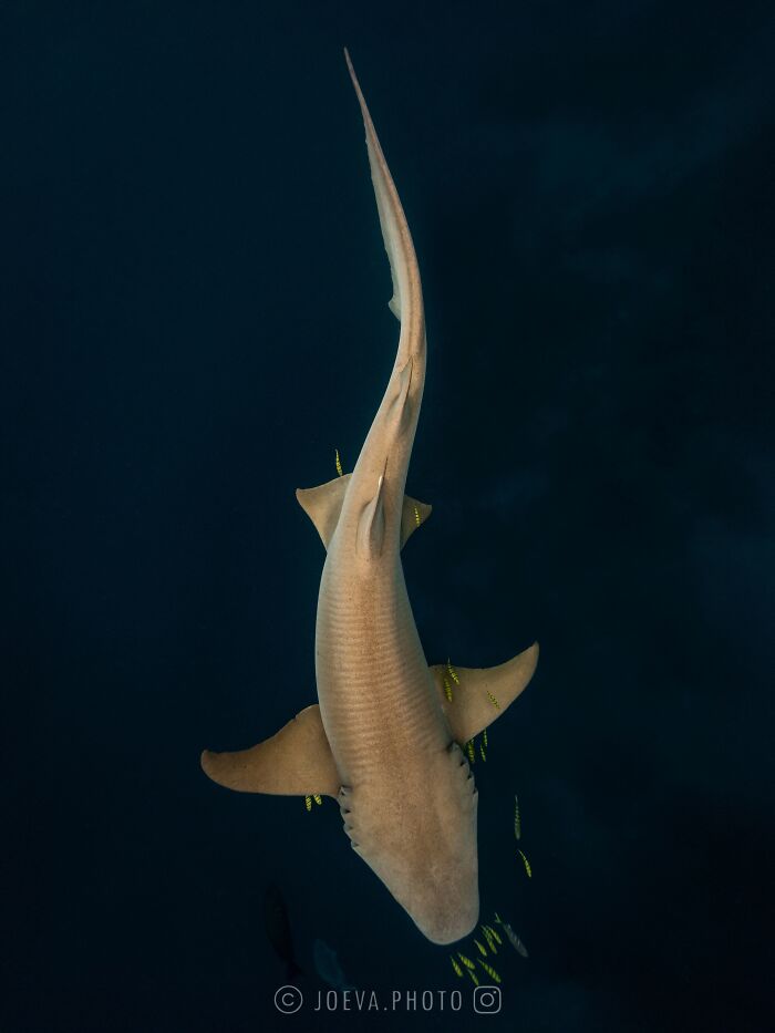 Underwater view of a large shark swimming with small fish in the ocean captured by a photographer traveling the world.