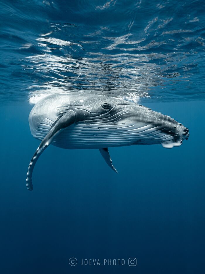 Underwater close-up of a whale captured by a photographer showcasing the magic of the ocean in vibrant blue waters.