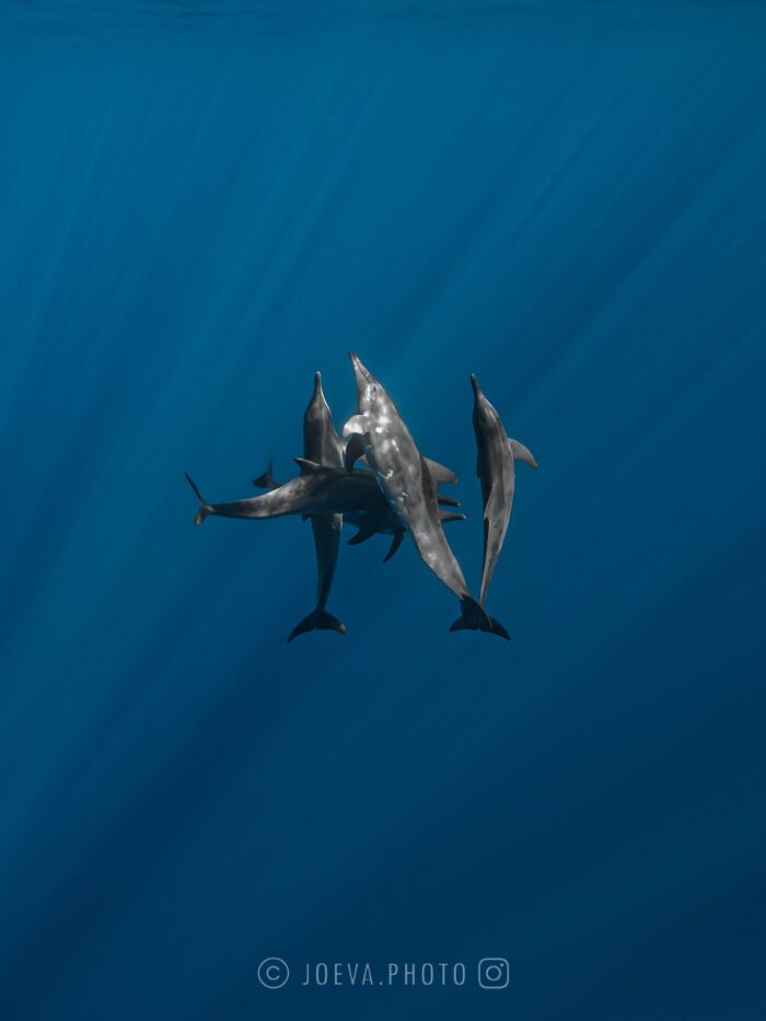 Underwater group of dolphins swimming gracefully in deep blue ocean, captured by ocean photographer.