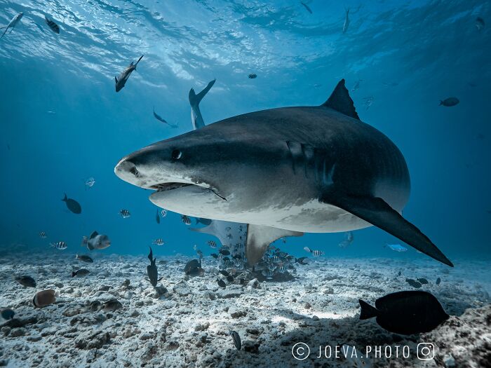 Underwater shot of a large shark surrounded by smaller fish capturing the magic of the ocean environment.