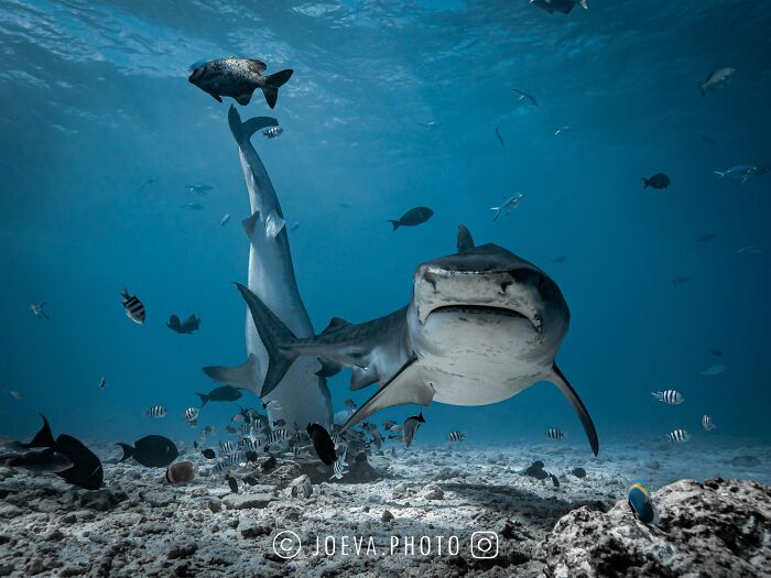 Underwater scene with a shark and various fish showcasing the magic of the ocean captured by a traveling photographer.