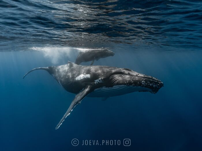 Underwater image of two whales swimming peacefully, showcasing the magic of the ocean through travel photography.