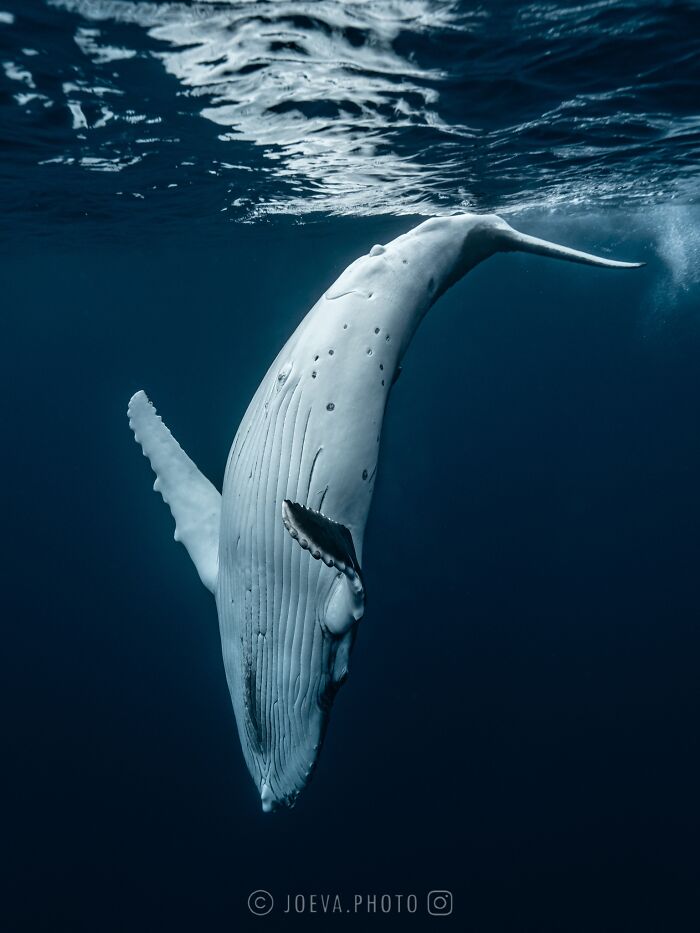 Underwater photo of a whale captured by a photographer showcasing the magic of the ocean in deep blue water.