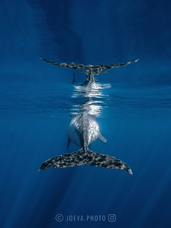 Underwater view of a whale tail reflecting on the ocean surface, capturing the magic of the ocean's beauty.