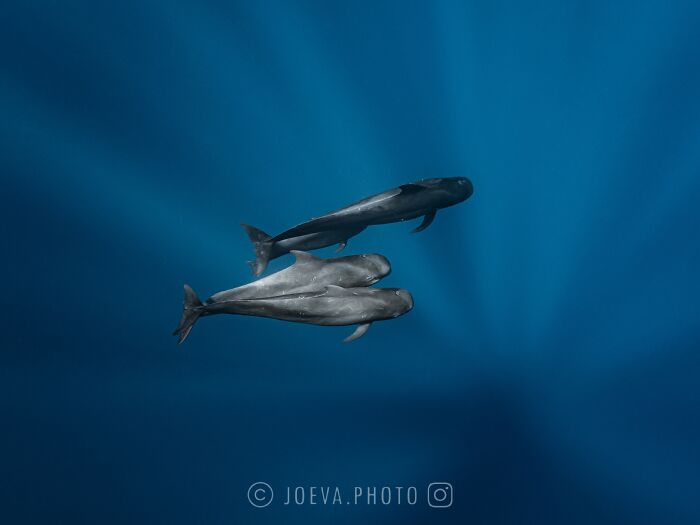 Two whales swimming underwater in a deep blue ocean captured by a photographer traveling the world.