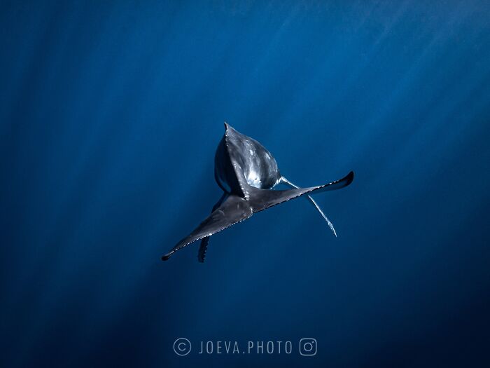 Underwater view of a manta ray gliding gracefully in the deep ocean, showcasing the magic of ocean photography.