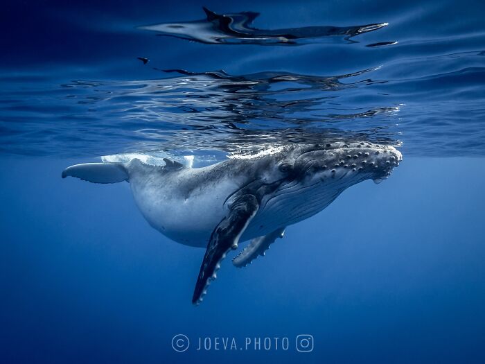 A close-up of a humpback whale underwater capturing the magic of the ocean in deep blue sea.