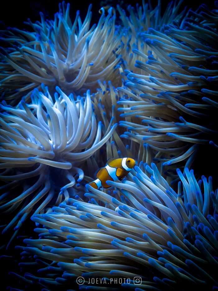 Clownfish swimming among glowing sea anemones underwater, showcasing the magic of the ocean’s vibrant life.