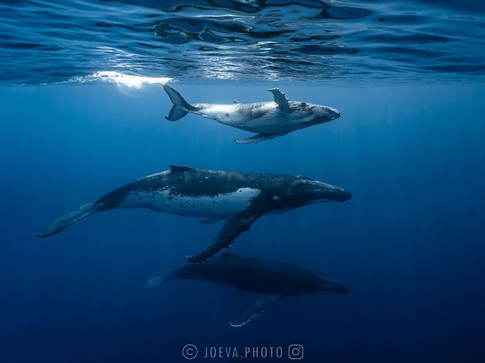 Underwater shot of three whales swimming in the ocean, showcasing the magic of the ocean’s wildlife and beauty.
