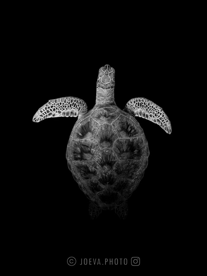 Black and white portrait of a sea turtle swimming, highlighting the magic of the ocean in dramatic contrast.
