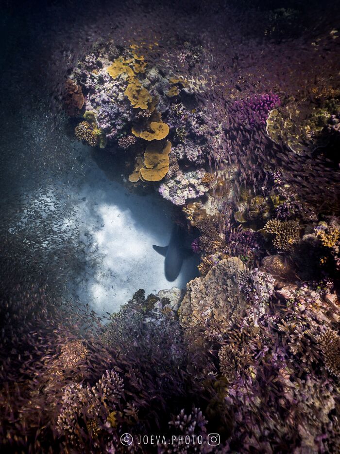 Underwater ocean scene with colorful coral reefs and a shark silhouette surrounded by small fish in clear water.