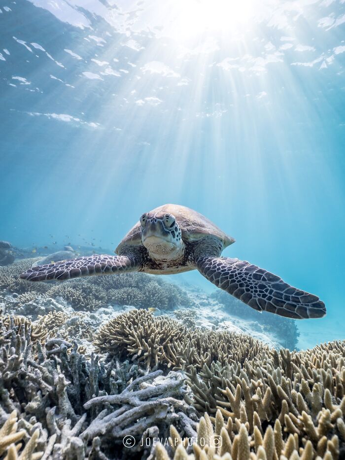 Underwater sea turtle swimming above coral reefs with sunlight streaming through the ocean, showcasing the magic of the ocean.