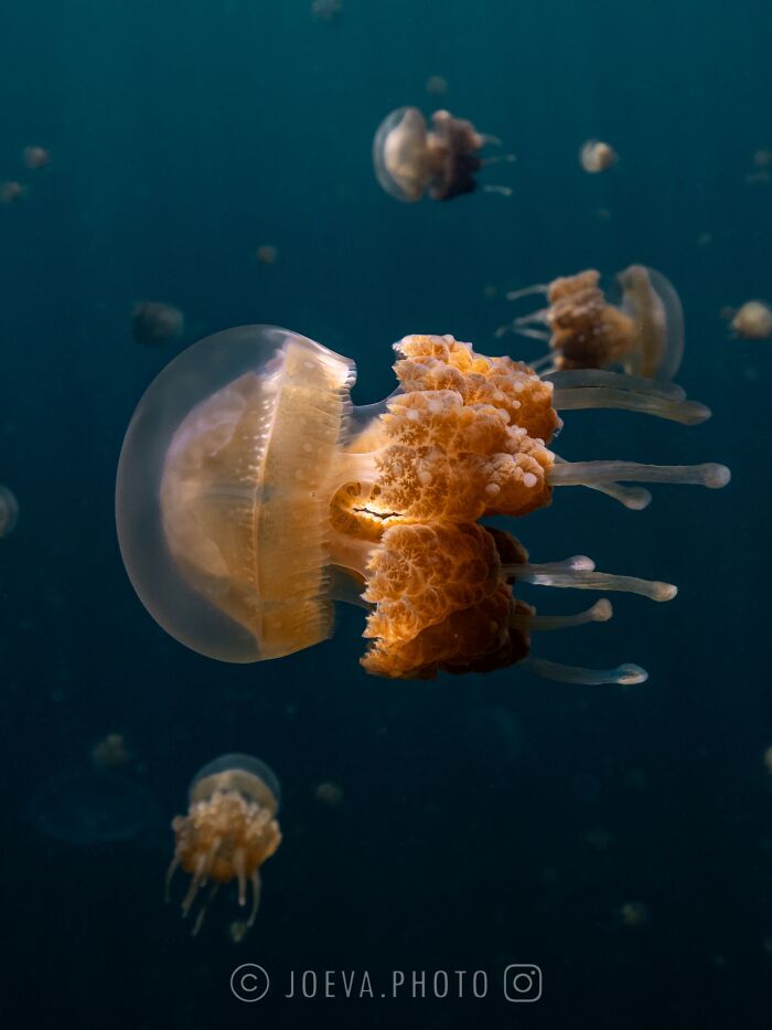 Close-up of an orange jellyfish in the ocean captured by a photographer showcasing the magic of ocean life.