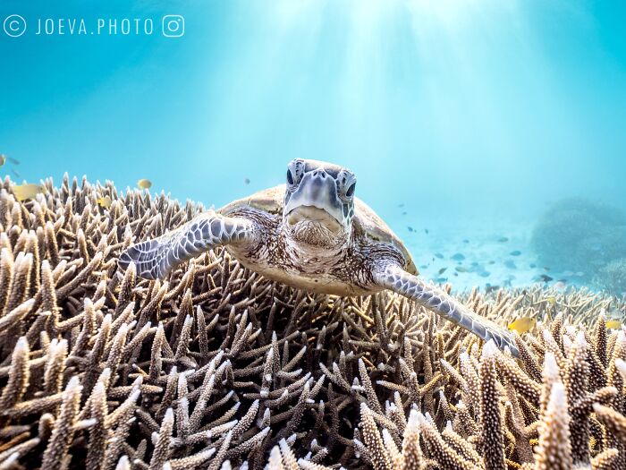 Underwater photo of a sea turtle swimming above coral reef in clear blue ocean water with sunlight rays.