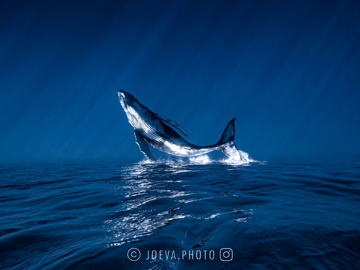 Humpback whale breaching above ocean surface with sunlight reflecting, capturing the magic of the ocean.