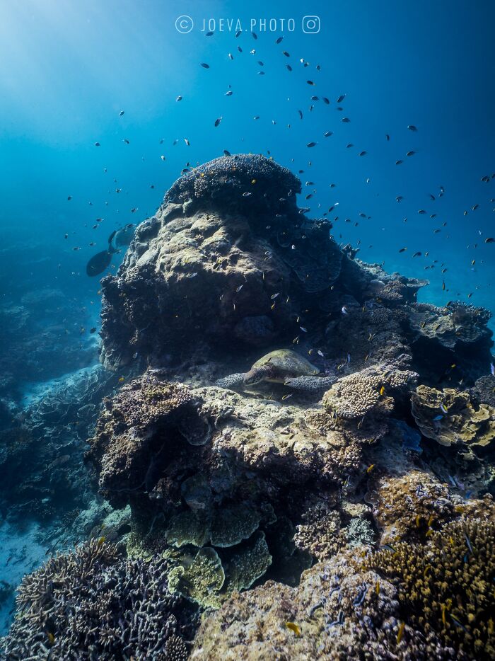 Underwater ocean scene with coral reef, small fish swimming, and a sea turtle resting on the ocean floor.