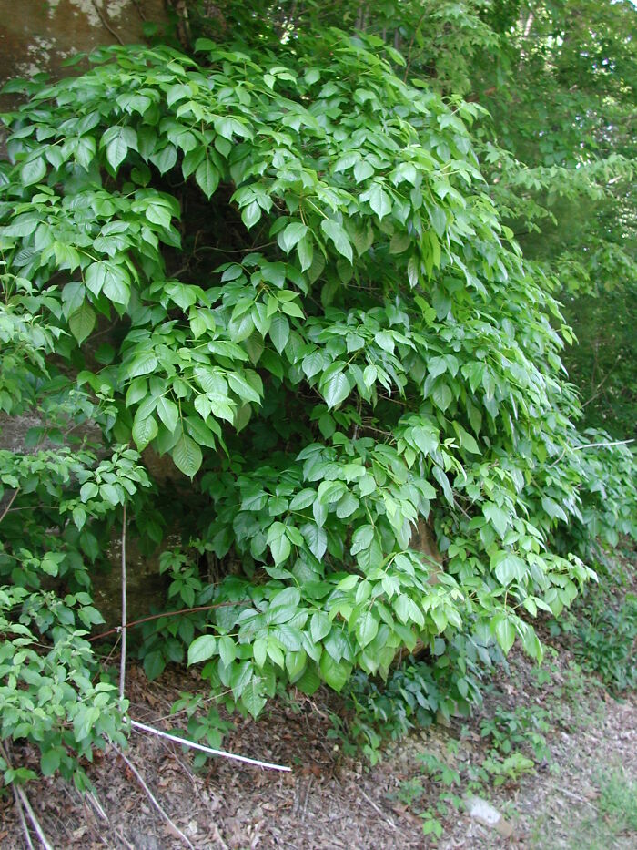 A dense cluster of green leaves and plants covering a shaded area in a natural outdoor setting related to serotonin syndrome.