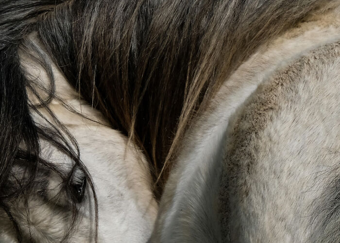 Close-up of a horse's eye and mane, showcasing intricate hair details in the 2025 Close-Up Photographer Of The Year challenge.