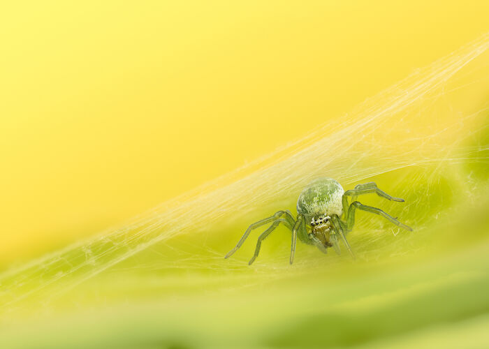 Close-up of a green spider resting on a silk web with a soft yellow and green blurred background.