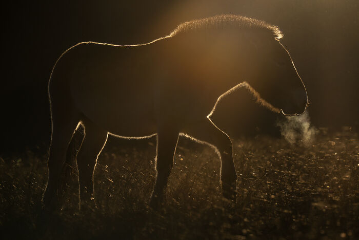 Silhouetted lions at sunset, captured by a photographer during global wildlife travels.