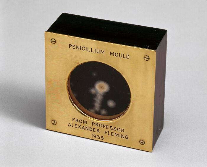 Close-up of a Penicillium mould sample from 1935, related to one of the biggest mistakes that changed the course of history.
