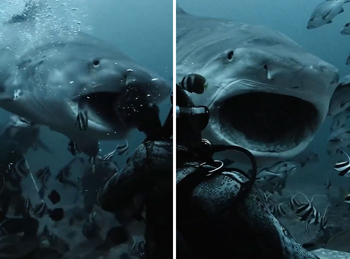 A diver faces incredible ocean creatures, including a large shark with an open mouth surrounded by fish underwater.