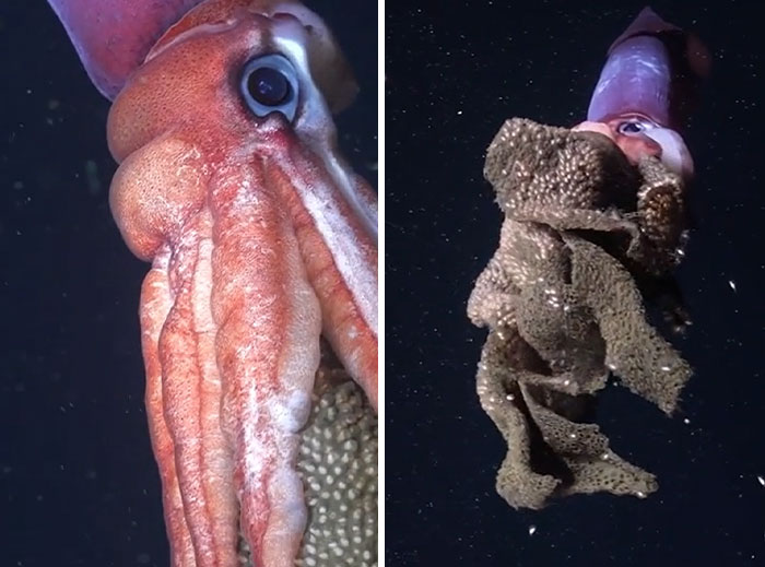 Close-up and full-body views of an incredible ocean creature, a squid, displaying unique underwater features.