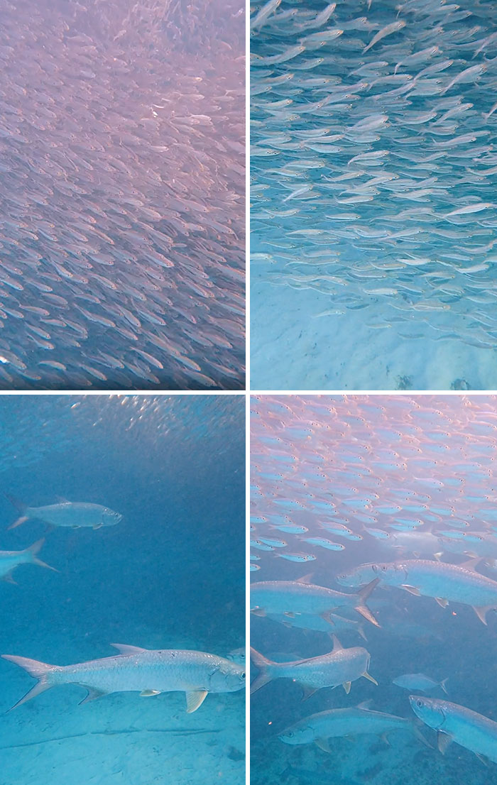 Large schools of incredible ocean creatures swim in clear blue water, showcasing diverse marine life underwater scenes.