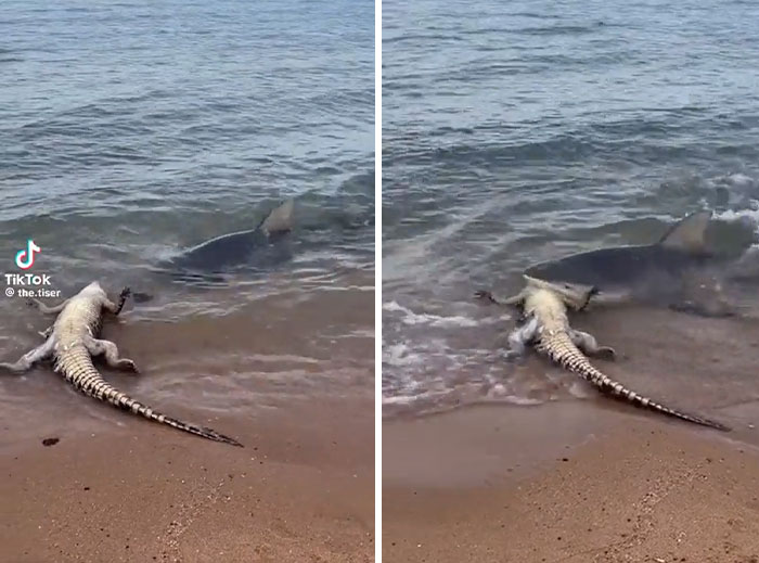 Crocodile on beach with a shark fin approaching in the ocean, showcasing incredible ocean creatures interaction.