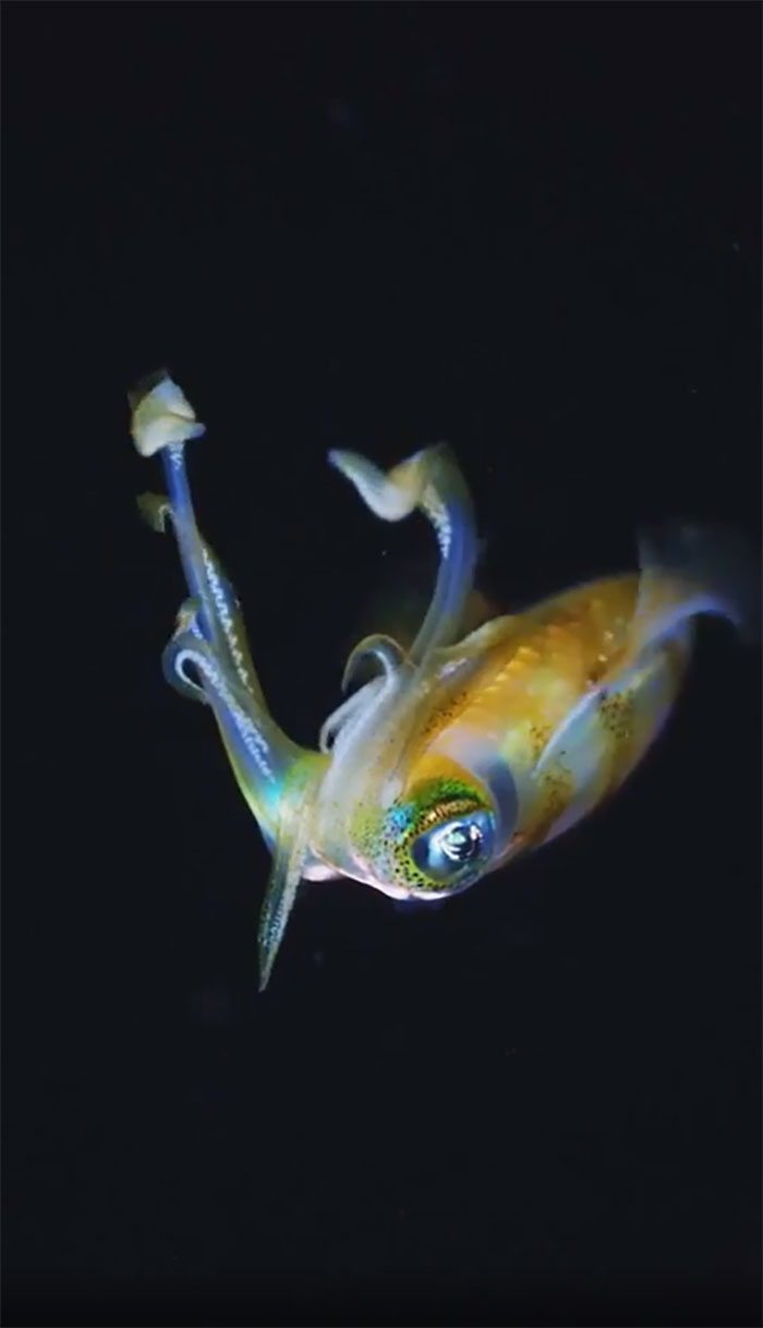 Colorful ocean creature with translucent tentacles swimming in dark water, showcasing incredible ocean life details.