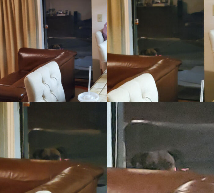 My Dog Will Stare At Us In A Sort Of Ominous Way When She Feels Like We Haven't Paid Enough Attention To Her. At Least, She Thinks It's Ominous. The Rest Of Us Find It Cute And Nonthreatening