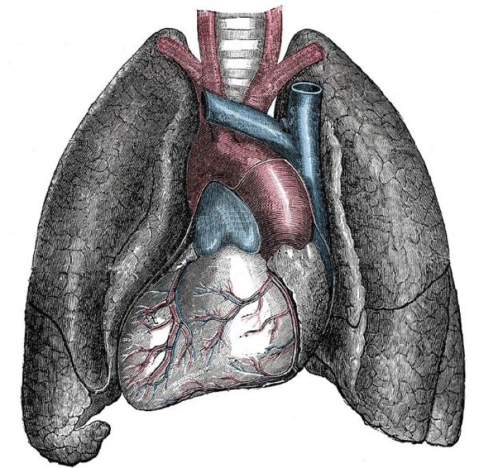 Detailed anatomical illustration of human heart and lungs showing veins and arteries in a medical context find shared by doctors and morticians
