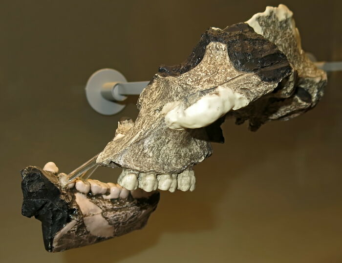 Fossilized ancient jawbones displayed in a museum, highlighting archeological discoveries challenging historical knowledge.